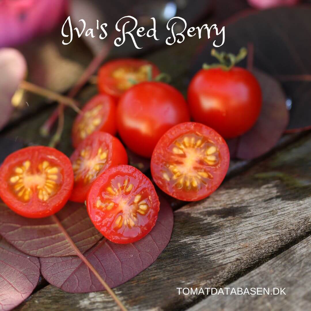 Iva's Red Berry